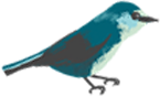 鳥